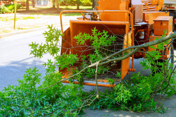 Best Tree Stump Removal  in Hobe Sound, FL